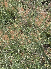 Asparagus cooperi