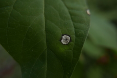 Ascochyta asclepiadearum