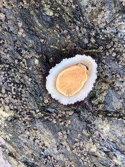 Patella ulyssiponensis