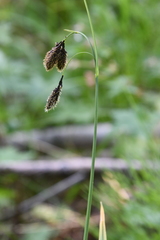 Carex aterrima