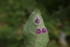 Cystiphora sanguinea