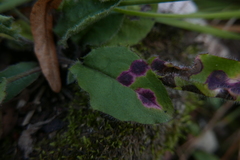 Cystiphora sanguinea