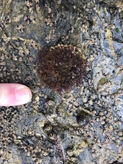 Patella ulyssiponensis