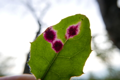Cystiphora sanguinea