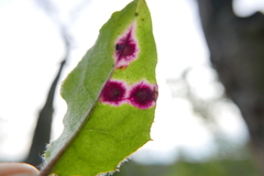 Cystiphora sanguinea