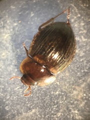 Sperchopsis tessellata