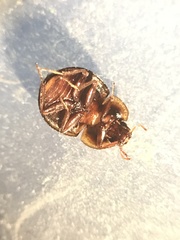 Sperchopsis tessellata