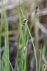 Carex buxbaumii