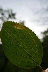 Stigmella catharticella