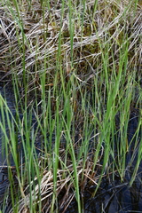 Carex buxbaumii