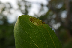 Stigmella catharticella