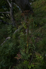 Laserpitium latifolium