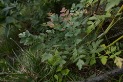 Laserpitium latifolium