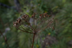 Laserpitium latifolium