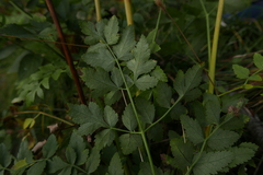 Laserpitium latifolium