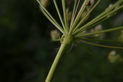 Laserpitium latifolium