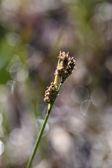 Carex buxbaumii