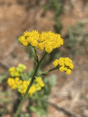 Nidorella resedifolia