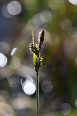 Carex buxbaumii