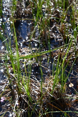 Carex buxbaumii