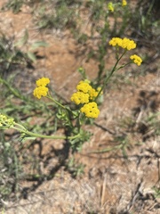 Nidorella resedifolia