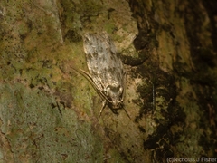 Barea nymphica
