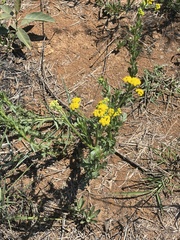 Nidorella resedifolia