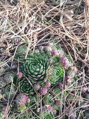 Sempervivum globiferum