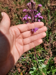 Carphephorus paniculatus