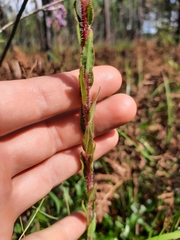 Carphephorus paniculatus