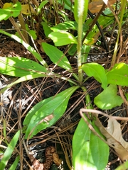 Carphephorus paniculatus