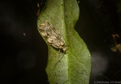 Barea nymphica
