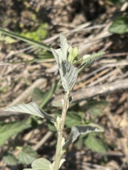 Sida alba