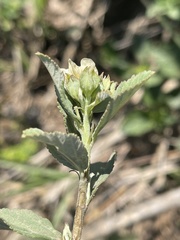 Sida alba