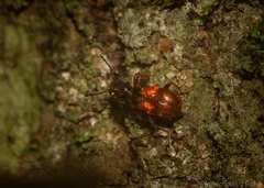 Apteropilo humerofuscus