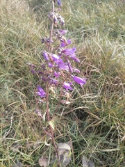 Campanula rapunculoides