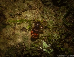 Apteropilo humerofuscus