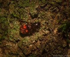 Apteropilo humerofuscus