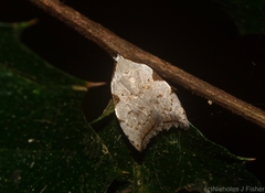 Zonopetala viscata