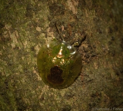 Austropsecadia chlorina