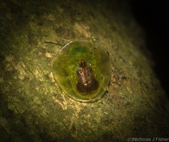 Austropsecadia chlorina