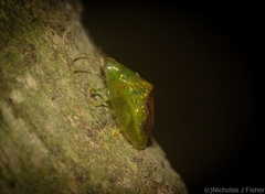 Austropsecadia chlorina