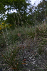 Anthericum