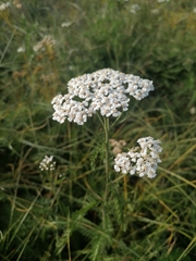 Achillea millefolium
