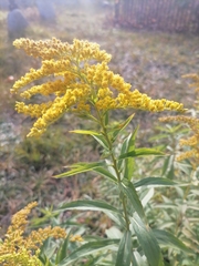 Solidago canadensis