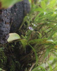 Lomatogonium minus