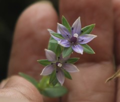 Lomatogonium minus