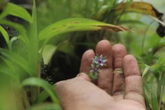 Lomatogonium minus