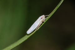 Cofana spectra