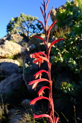 Watsonia vanderspuyae